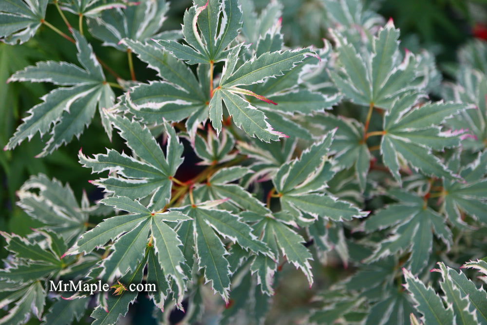 '- Acer palmatum 'Butterfly' Japanese Maple - Mr Maple │ Buy Japanese Maple Trees