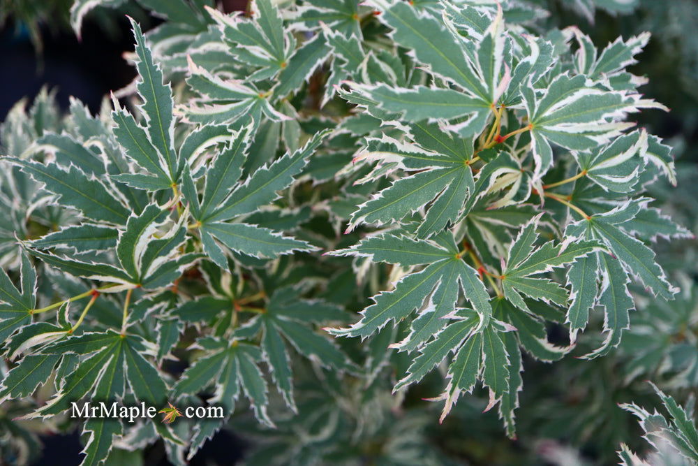 '- Acer palmatum 'Butterfly' Japanese Maple - Mr Maple │ Buy Japanese Maple Trees