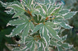 '- Acer palmatum 'Butterfly' Japanese Maple - Mr Maple │ Buy Japanese Maple Trees