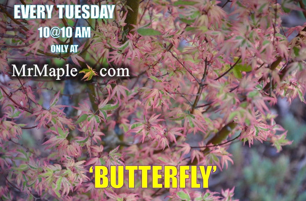 '- Acer palmatum 'Butterfly' Japanese Maple - Mr Maple │ Buy Japanese Maple Trees