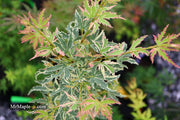 - Acer palmatum 'Butterfly' Japanese Maple - Mr Maple │ Buy Japanese Maple Trees