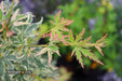 '- Acer palmatum 'Butterfly' Japanese Maple - Mr Maple │ Buy Japanese Maple Trees