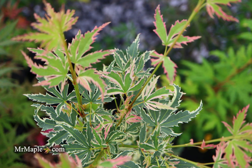 '- Acer palmatum 'Butterfly' Japanese Maple - Mr Maple │ Buy Japanese Maple Trees