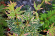 '- Acer palmatum 'Butterfly' Japanese Maple - Mr Maple │ Buy Japanese Maple Trees