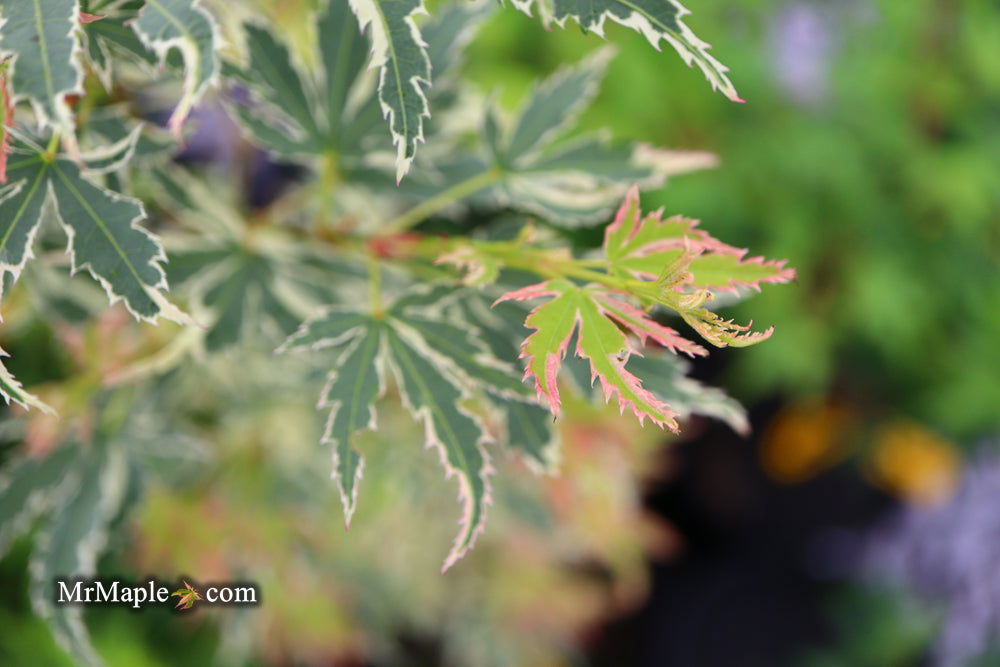 '- Acer palmatum 'Butterfly' Japanese Maple - Mr Maple │ Buy Japanese Maple Trees