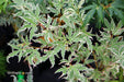 '- Acer palmatum 'Butterfly' Japanese Maple - Mr Maple │ Buy Japanese Maple Trees