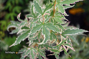 - Acer palmatum 'Butterfly' Japanese Maple - Mr Maple │ Buy Japanese Maple Trees