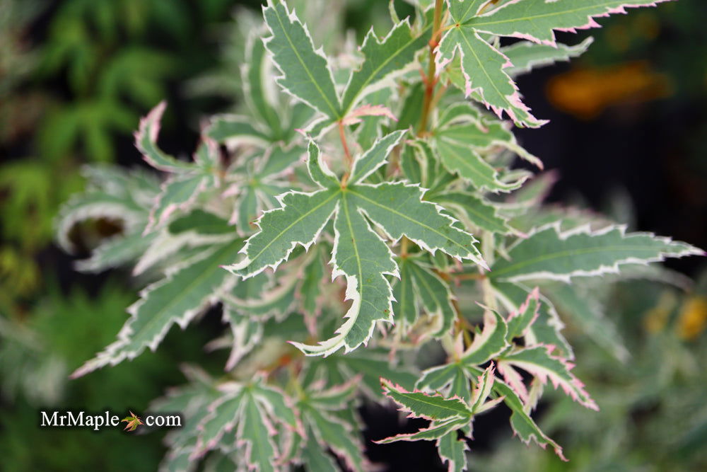 '- Acer palmatum 'Butterfly' Japanese Maple - Mr Maple │ Buy Japanese Maple Trees