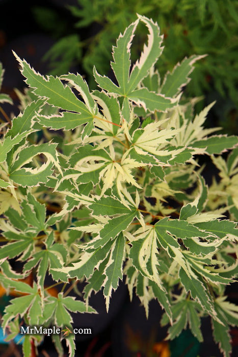 '- Acer palmatum 'Butterfly' Japanese Maple - Mr Maple │ Buy Japanese Maple Trees