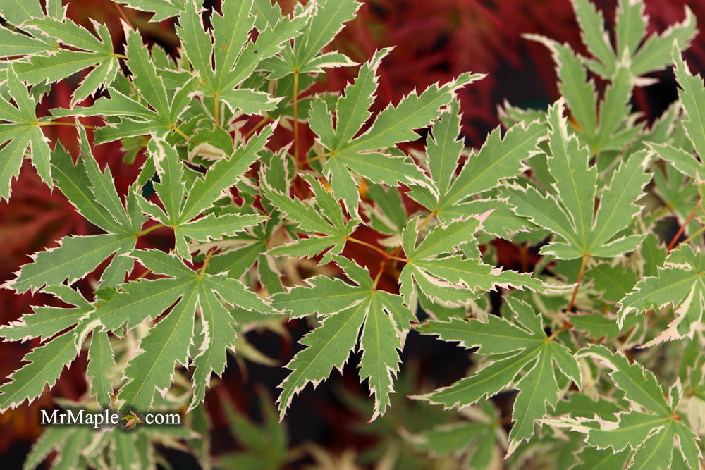 '- Acer palmatum 'Butterfly' Japanese Maple - Mr Maple │ Buy Japanese Maple Trees