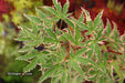 '- Acer palmatum 'Butterfly' Japanese Maple - Mr Maple │ Buy Japanese Maple Trees