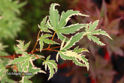 - Acer palmatum 'Butterfly' Japanese Maple - Mr Maple │ Buy Japanese Maple Trees