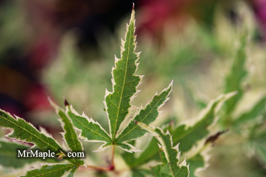 '- Acer palmatum 'Butterfly' Japanese Maple - Mr Maple │ Buy Japanese Maple Trees