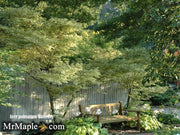 - FOR PICK UP ONLY | Acer palmatum 'Butterfly' Japanese Maple | DOES NOT SHIP - Mr Maple │ Buy Japanese Maple Trees