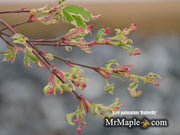 - FOR PICK UP ONLY | Acer palmatum 'Butterfly' Japanese Maple | DOES NOT SHIP - Mr Maple │ Buy Japanese Maple Trees