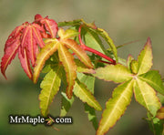 - Acer palmatum 'Calico' Japanese Maple Tree - Mr Maple │ Buy Japanese Maple Trees