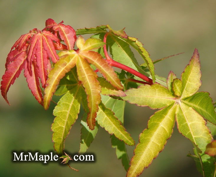 Calico Tree Buy Acer palmatum 'Calico' Japanese Maple Tree β Mr Maple β Buy ...