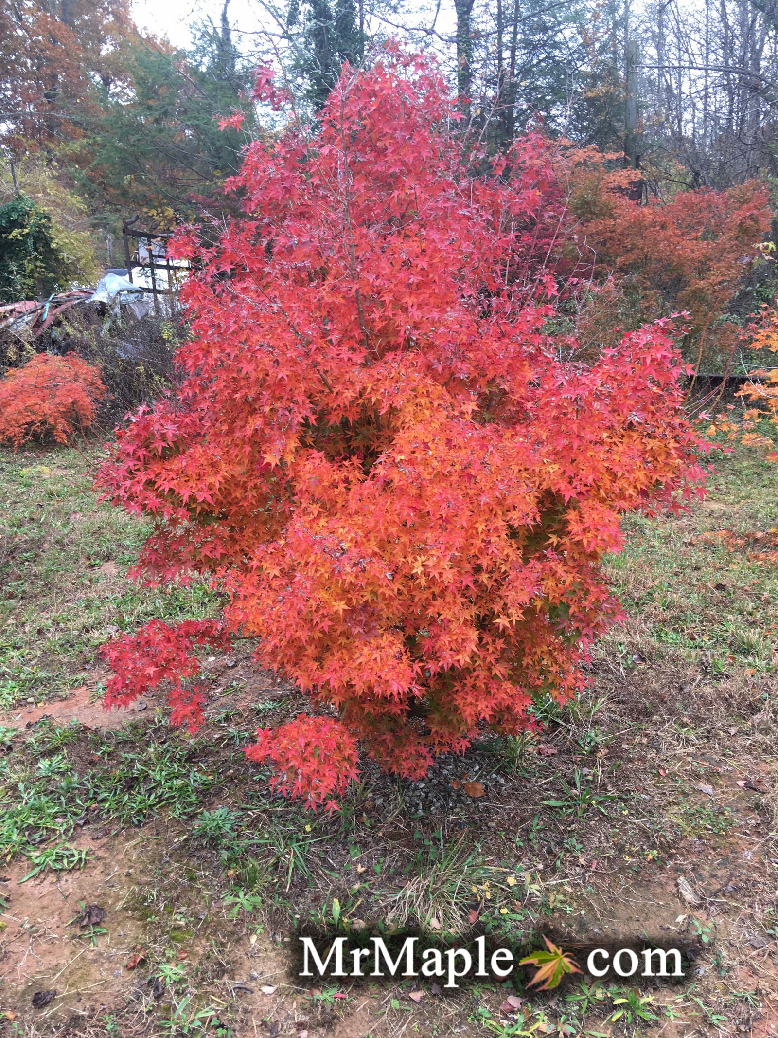 Calico Tree Buy Acer palmatum 'Calico' Japanese Maple Tree β Mr Maple β Buy ...
