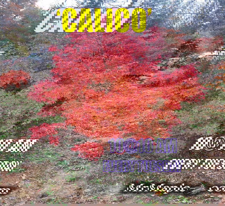 - Acer palmatum 'Calico' Japanese Maple Tree - Mr Maple │ Buy Japanese Maple Trees