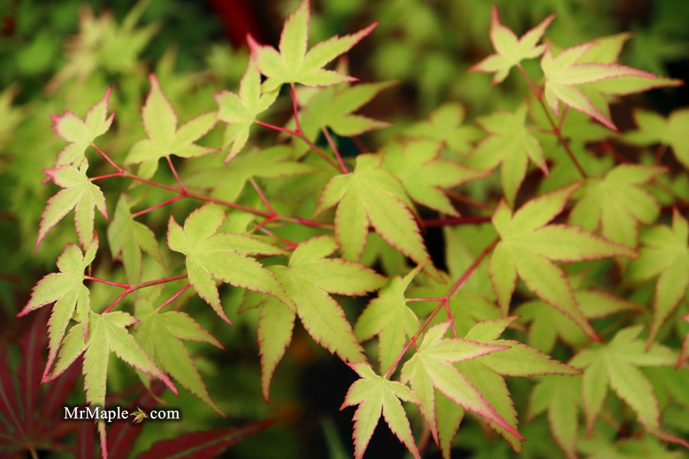 - Acer palmatum 'Caperci Dwarf' Japanese Maple - Mr Maple │ Buy Japanese Maple Trees