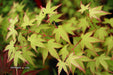 - Acer palmatum 'Caperci Dwarf' Japanese Maple - Mr Maple │ Buy Japanese Maple Trees