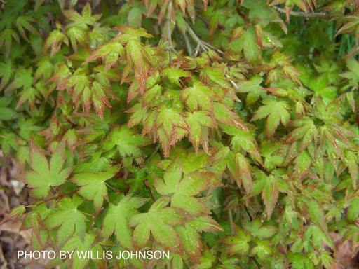 Acer palmatum 'Caperci Dwarf' Japanese Maple - Mr Maple │ Buy Japanese Maple Trees