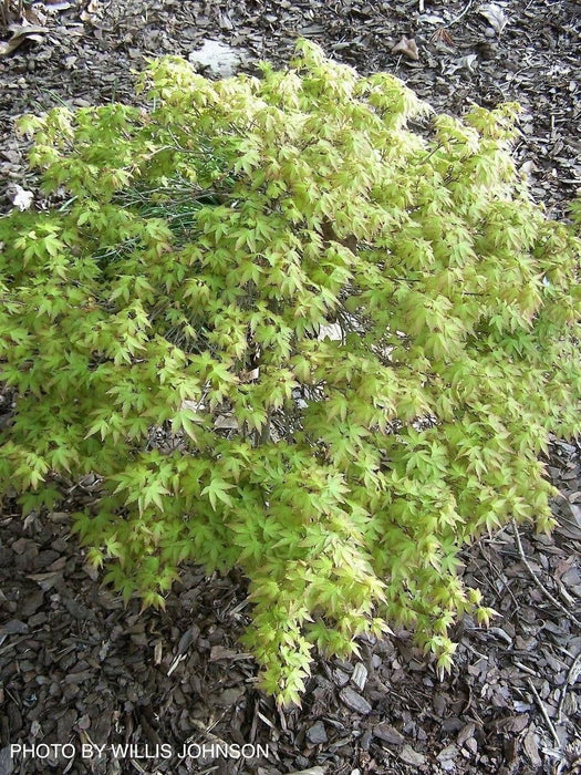 - Acer palmatum 'Caperci Dwarf' Japanese Maple - Mr Maple │ Buy Japanese Maple Trees