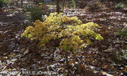 - Acer palmatum 'Caperci Dwarf' Japanese Maple - Mr Maple │ Buy Japanese Maple Trees