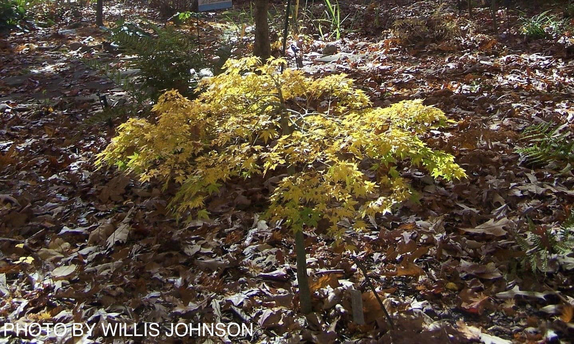 - Acer palmatum 'Caperci Dwarf' Japanese Maple - Mr Maple │ Buy Japanese Maple Trees