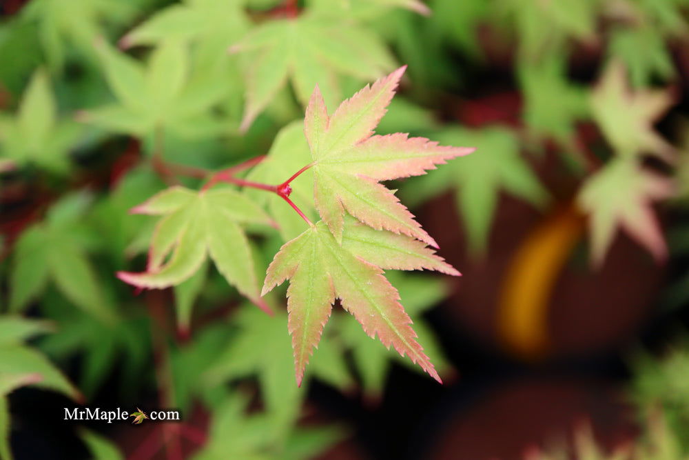 - Acer palmatum 'Caperci Dwarf' Japanese Maple - Mr Maple │ Buy Japanese Maple Trees