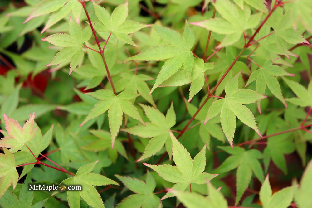 - Acer palmatum 'Caperci Dwarf' Japanese Maple - Mr Maple │ Buy Japanese Maple Trees