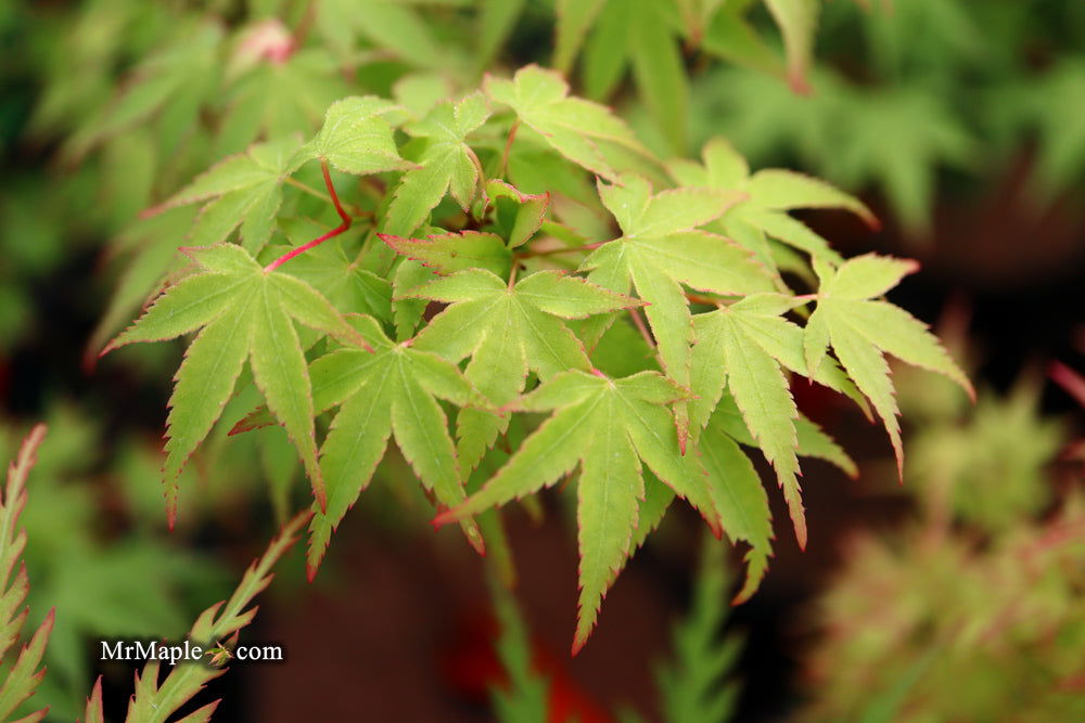 - Acer palmatum 'Caperci Dwarf' Japanese Maple - Mr Maple │ Buy Japanese Maple Trees