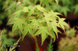 - Acer palmatum 'Caperci Dwarf' Japanese Maple - Mr Maple │ Buy Japanese Maple Trees