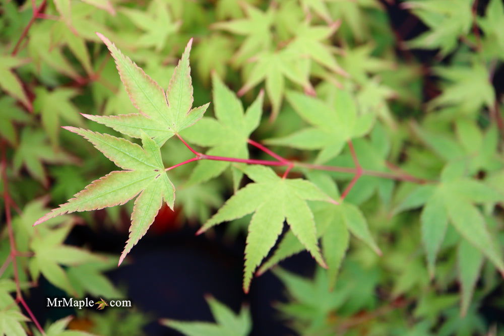 - Acer palmatum 'Caperci Dwarf' Japanese Maple - Mr Maple │ Buy Japanese Maple Trees