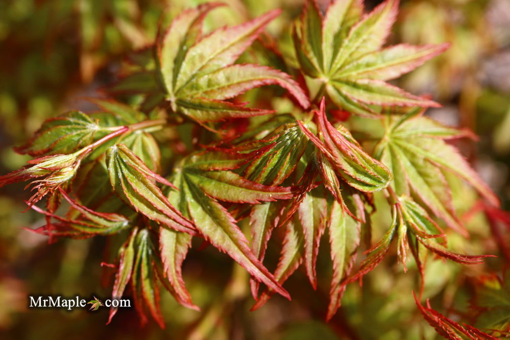 - Acer palmatum 'Caperci Dwarf' Japanese Maple - Mr Maple │ Buy Japanese Maple Trees