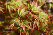 - Acer palmatum 'Caperci Dwarf' Japanese Maple - Mr Maple │ Buy Japanese Maple Trees