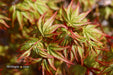 - Acer palmatum 'Caperci Dwarf' Japanese Maple - Mr Maple │ Buy Japanese Maple Trees