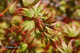 - Acer palmatum 'Caperci Dwarf' Japanese Maple - Mr Maple │ Buy Japanese Maple Trees