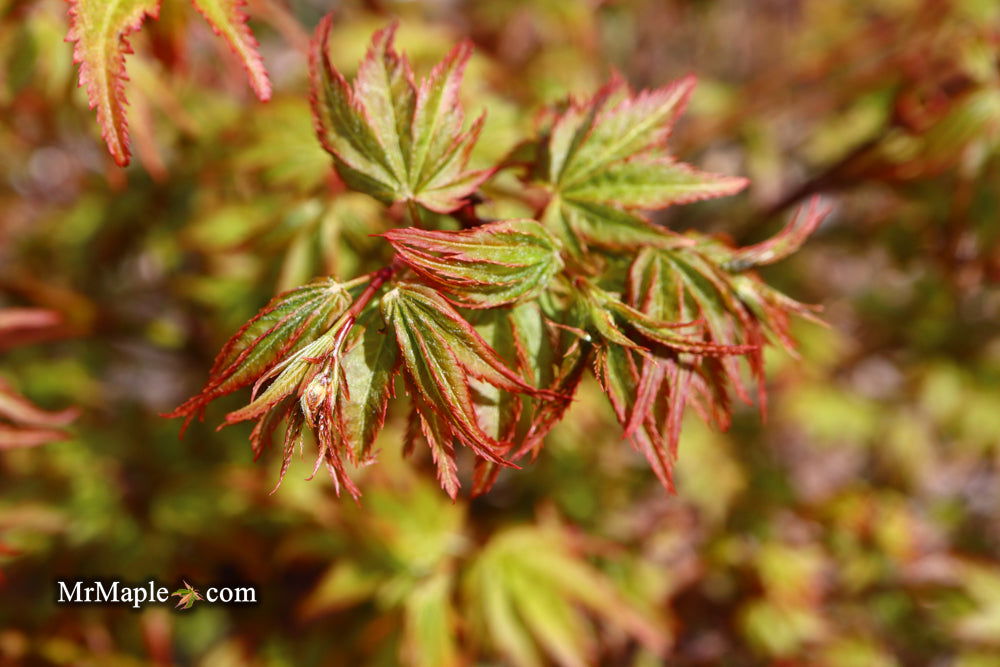 - Acer palmatum 'Caperci Dwarf' Japanese Maple - Mr Maple │ Buy Japanese Maple Trees