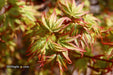 - Acer palmatum 'Caperci Dwarf' Japanese Maple - Mr Maple │ Buy Japanese Maple Trees