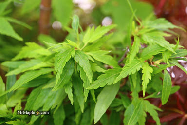 - Acer palmatum 'Case's Hagoromo Rose' Japanese Maple - Mr Maple │ Buy Japanese Maple Trees