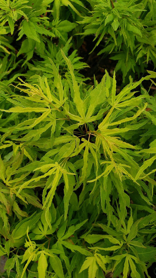 Acer palmatum 'Catalina yatsubusa' Dwarf Japanese Maple - Mr Maple │ Buy Japanese Maple Trees