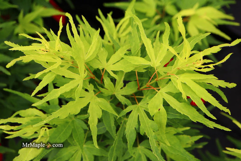 - Acer palmatum 'Catalina yatsubusa' Dwarf Japanese Maple - Mr Maple │ Buy Japanese Maple Trees