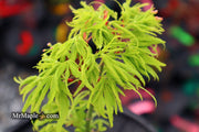 - Acer palmatum 'Catalina yatsubusa' Dwarf Japanese Maple - Mr Maple │ Buy Japanese Maple Trees