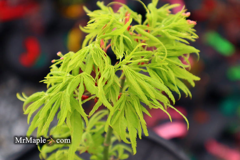 - Acer palmatum 'Catalina yatsubusa' Dwarf Japanese Maple - Mr Maple │ Buy Japanese Maple Trees