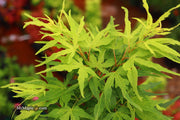 - Acer palmatum 'Catalina yatsubusa' Dwarf Japanese Maple - Mr Maple │ Buy Japanese Maple Trees