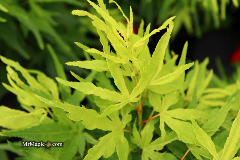 - Acer palmatum 'Catalina yatsubusa' Dwarf Japanese Maple - Mr Maple │ Buy Japanese Maple Trees