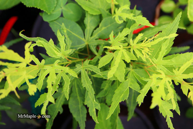 - Acer palmatum 'Catalina yatsubusa' Dwarf Japanese Maple - Mr Maple │ Buy Japanese Maple Trees