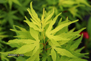 - Acer palmatum 'Catalina yatsubusa' Dwarf Japanese Maple - Mr Maple │ Buy Japanese Maple Trees
