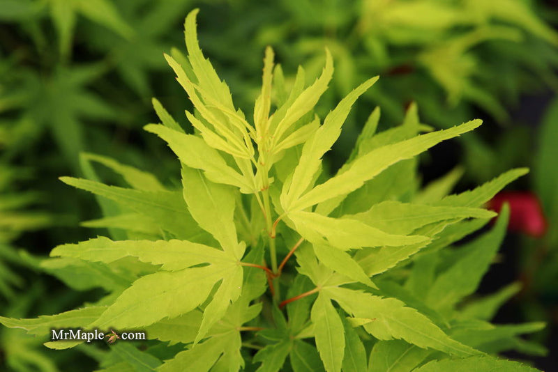 - Acer palmatum 'Catalina yatsubusa' Dwarf Japanese Maple - Mr Maple │ Buy Japanese Maple Trees